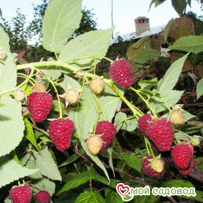 Малина Великая Германия