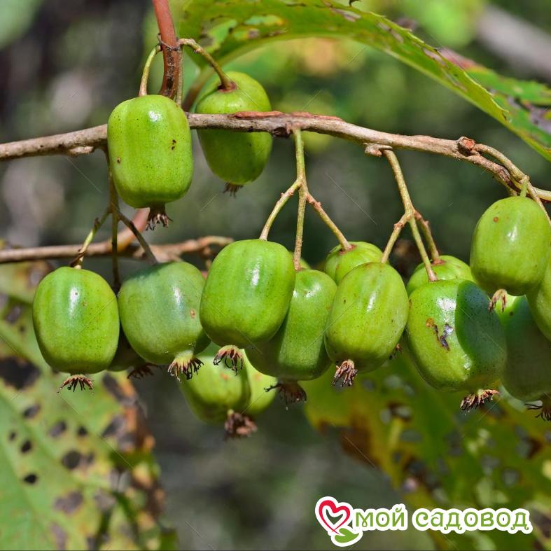 Актинидия коломикта Лакомка