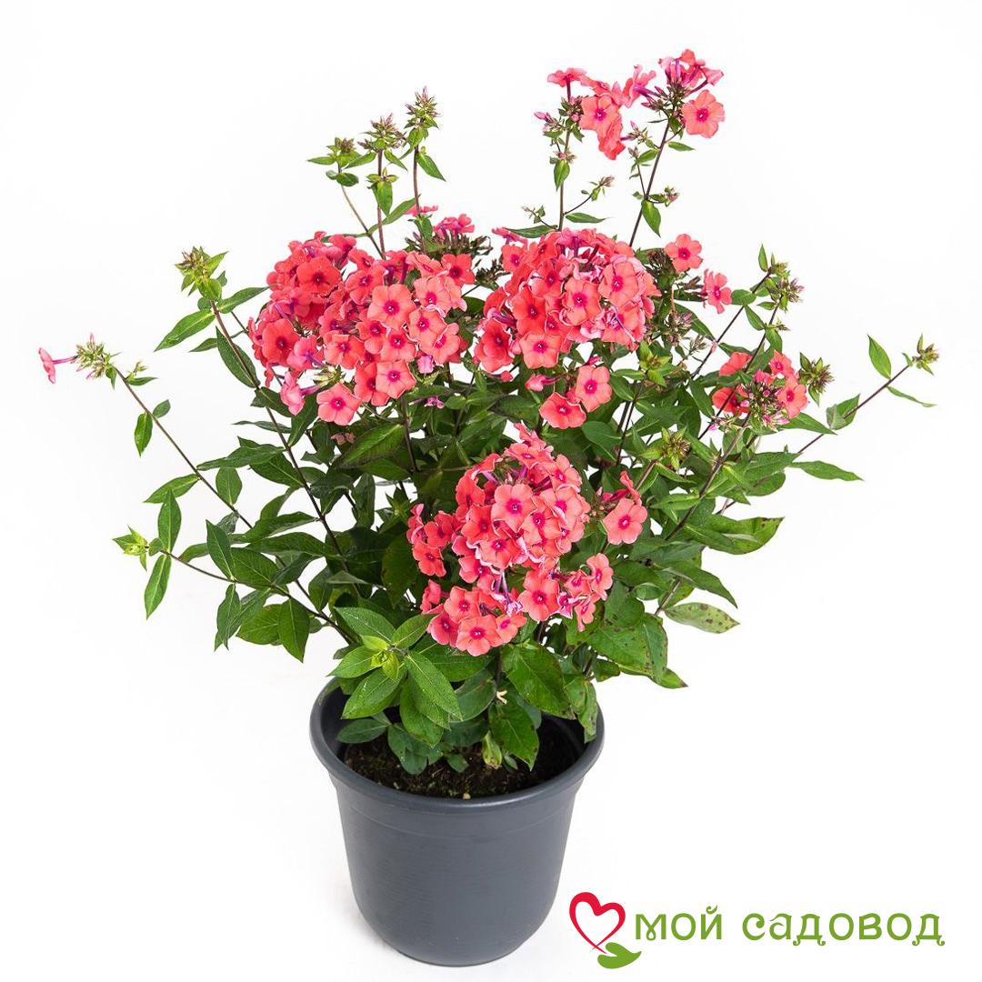 Флокс метельчатый Оранж Перфекшен